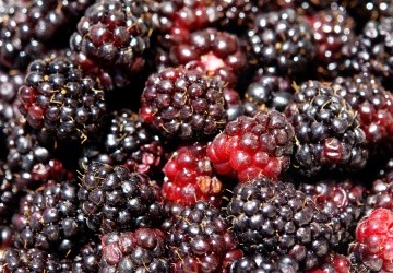Comienzan las exportaciones de berries a China